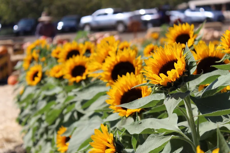 LJB Farms Pumpkin Patch photo