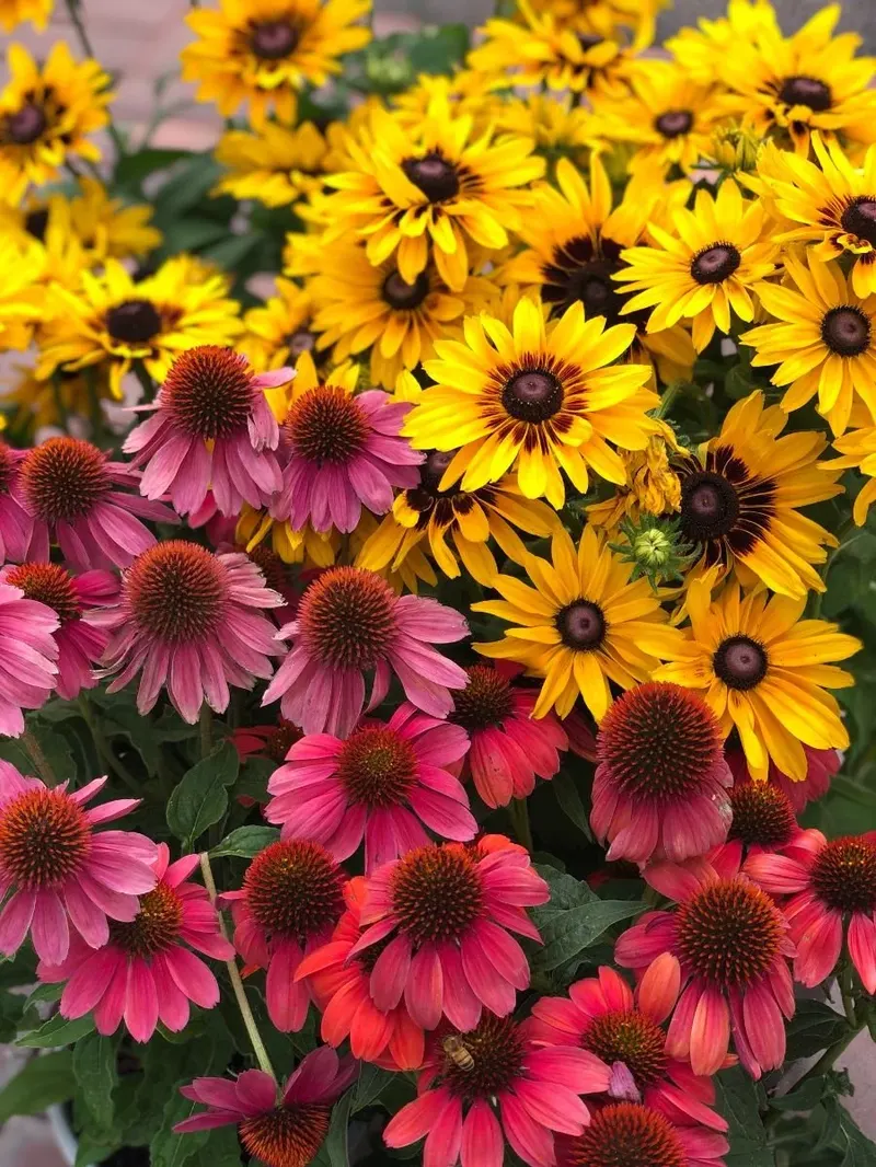 Orchard Nursery