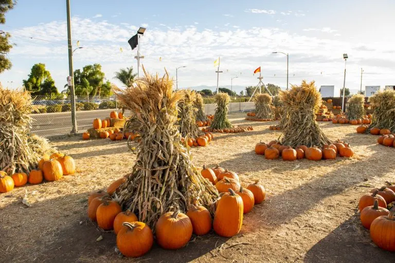 Pick of the Patch Pumpkins - Santa Clara photo