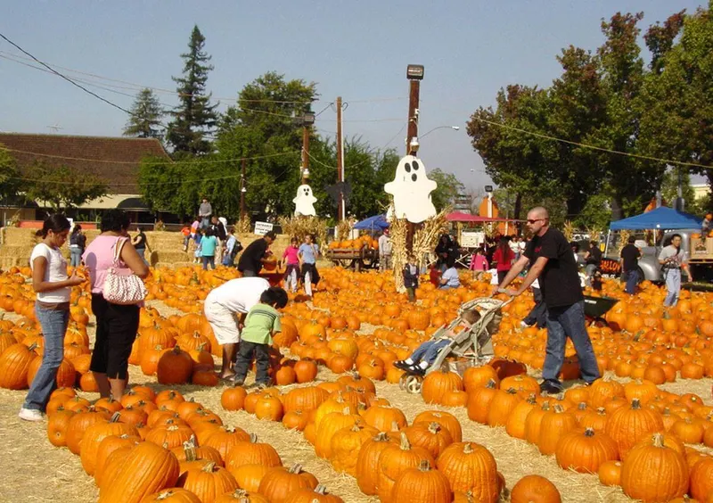 Pumpkin King Pumpkin Patch