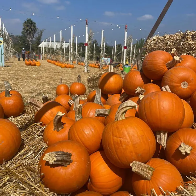 Pumpkin Station at Bonita photo