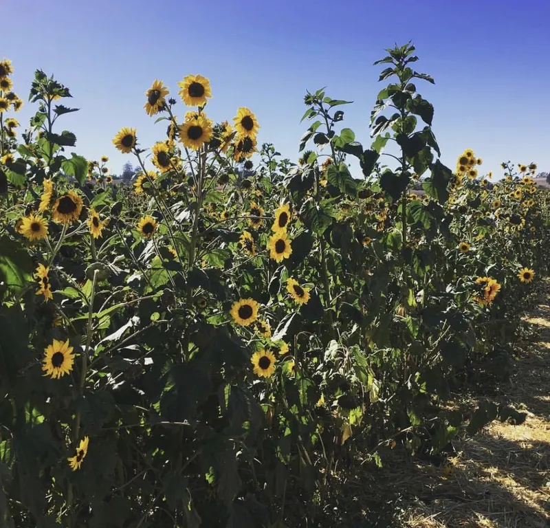 Santa Rosa Pumpkin Patch photo
