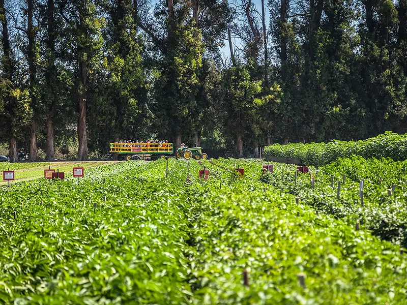 Underwood Family Farms - Somis