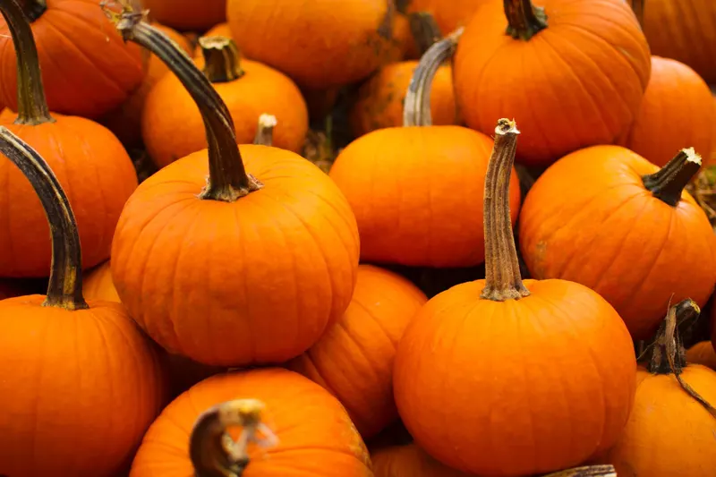 Kroll's Fall Harvest Farm photo