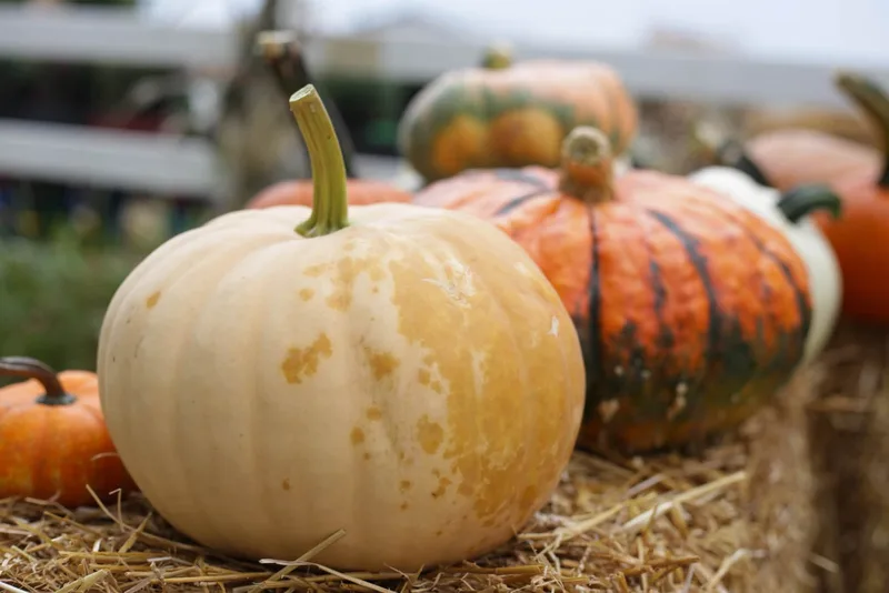 Rietveld's Farmstand & Haunted Corn Maze photo