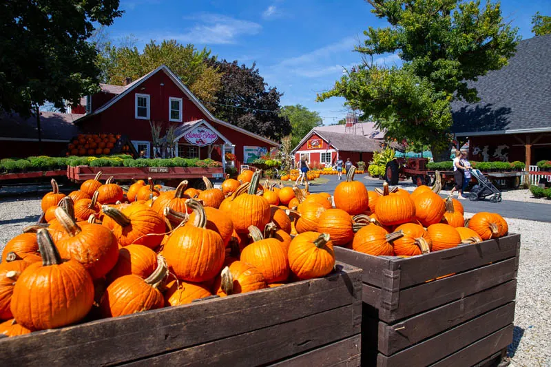 Sonny Acres Farm
