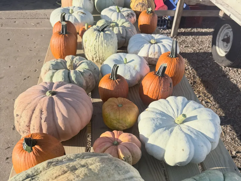 The Pumpkin Place photo