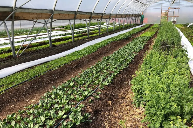 Berry Hill Farm