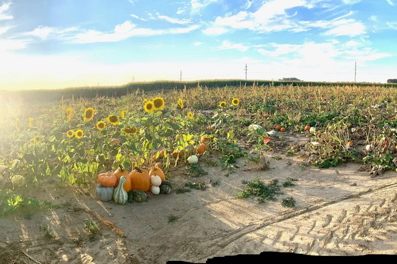 Kendall Family Farm Adventures Corn Maze & Pumpkin Patch