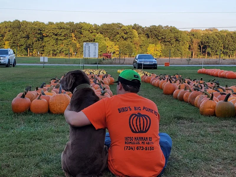 Bird's Pumpkin Patch