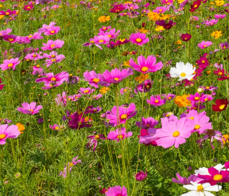 Bumbleberry Acres photo