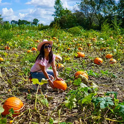 CornFun Corn Maze Adventure And Pumpkin Patch