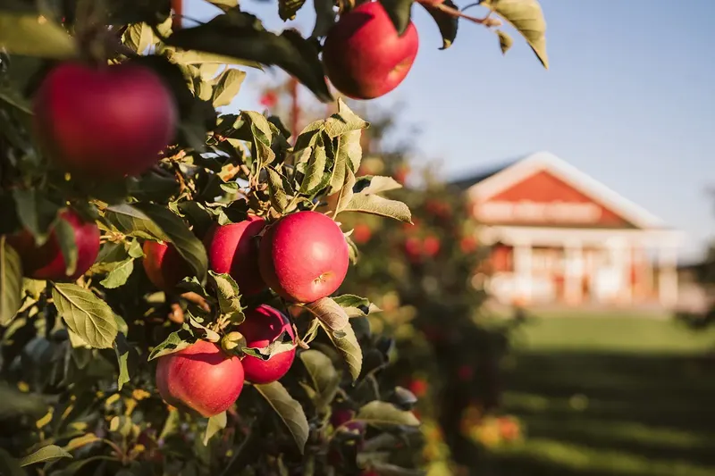 Golden River Orchard