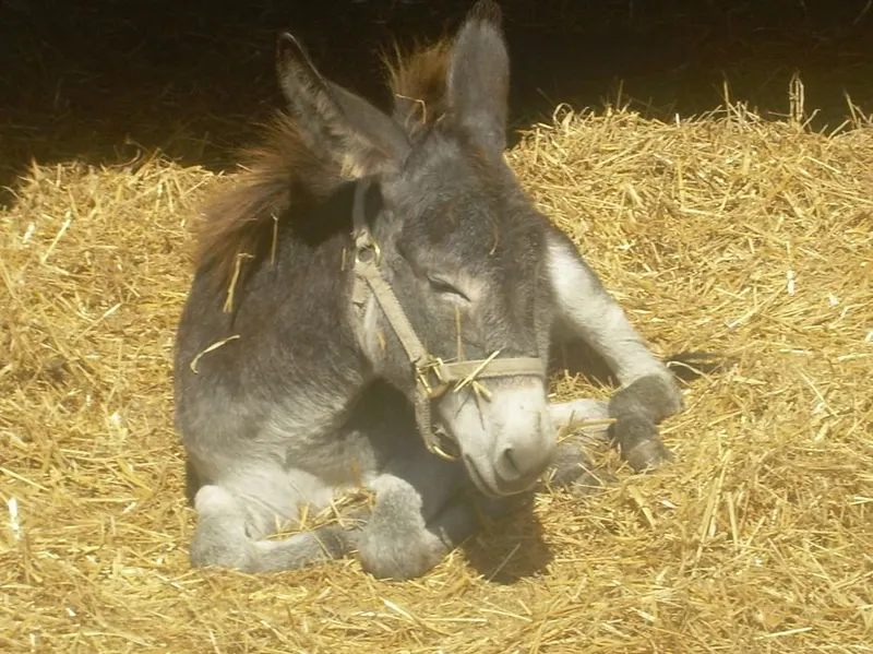 J. Webb Farm photo