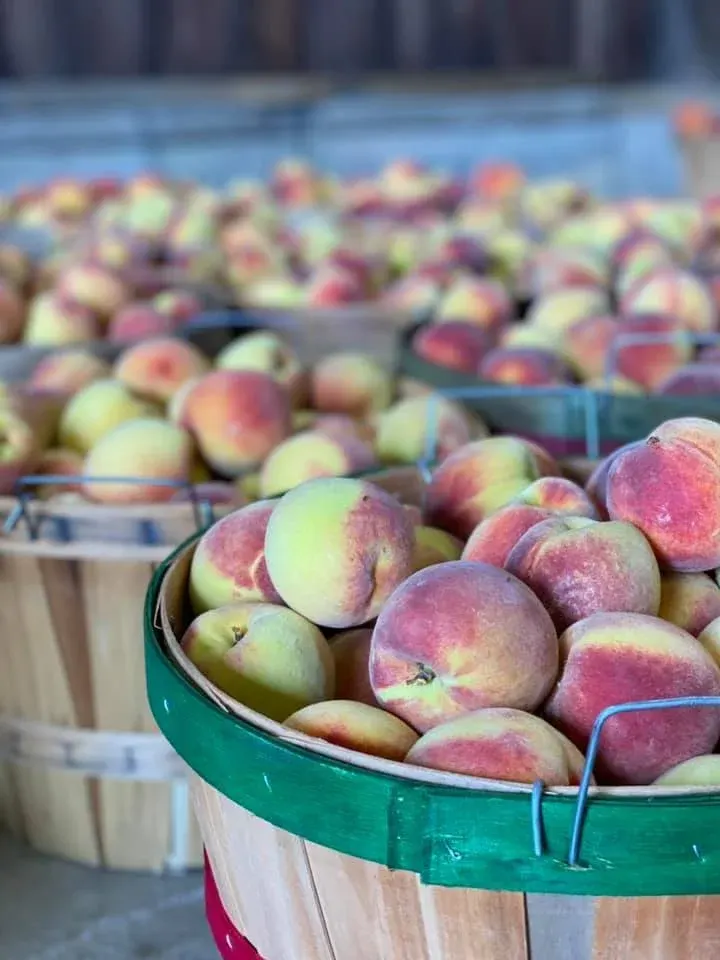 Joe Gavin Orchards photo