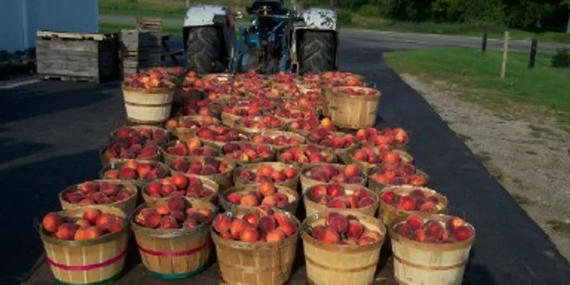 Kapnick Orchards