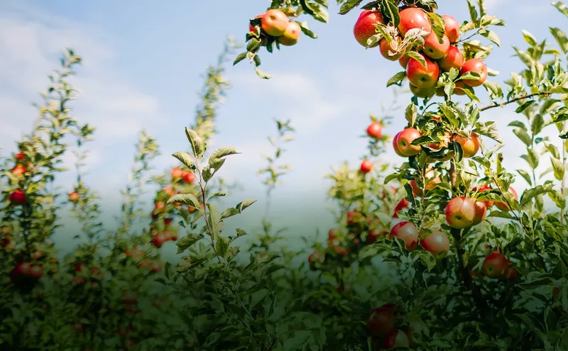 Nugent Orchards, LLC
