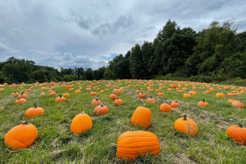 Upland Hills Farm