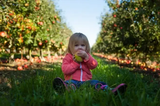 Wiard's Orchards & Country Fair