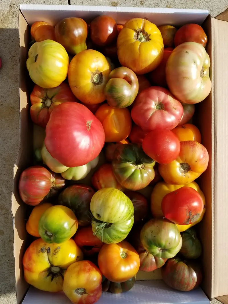 Specca Farms Pick Your Own photo