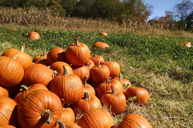 Cunningham Family Farms photo