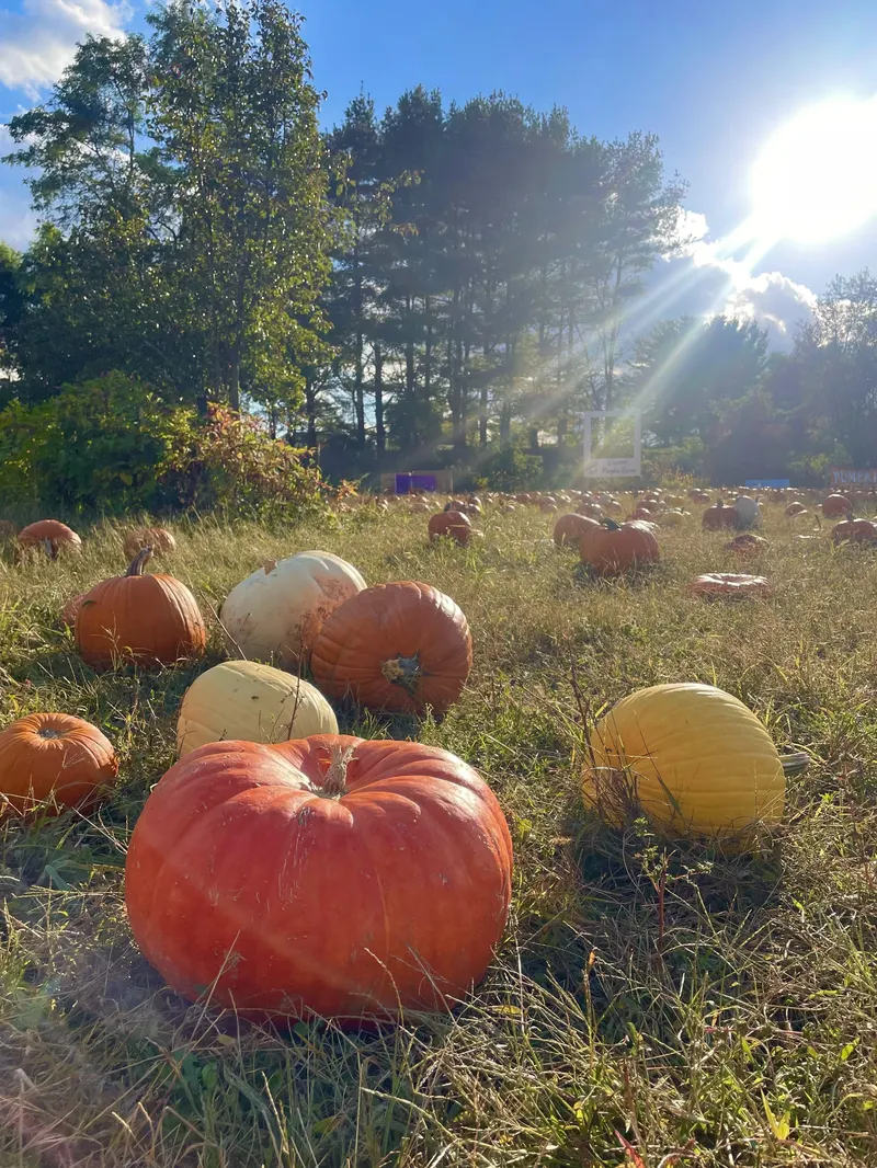Elwood Pumpkin Farm