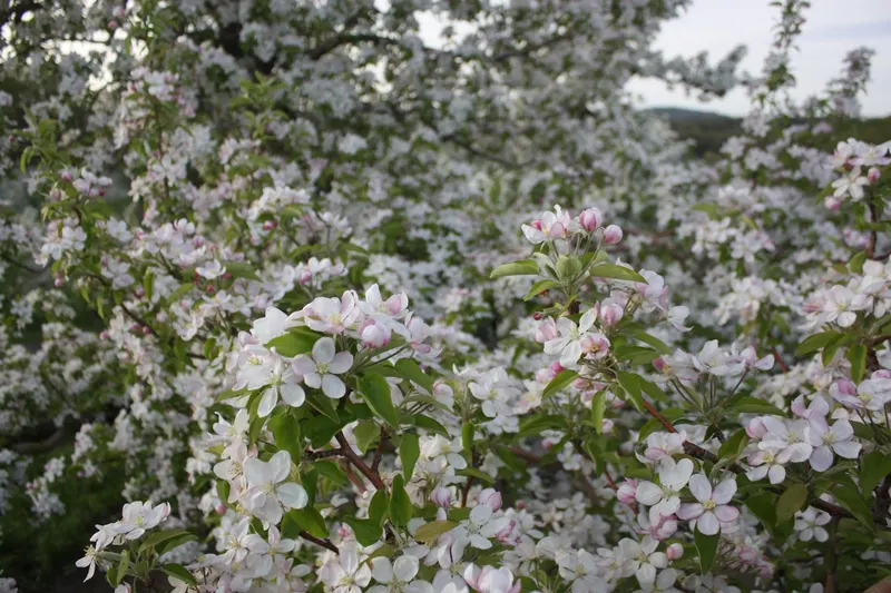 Fix Bros Fruit Farm photo
