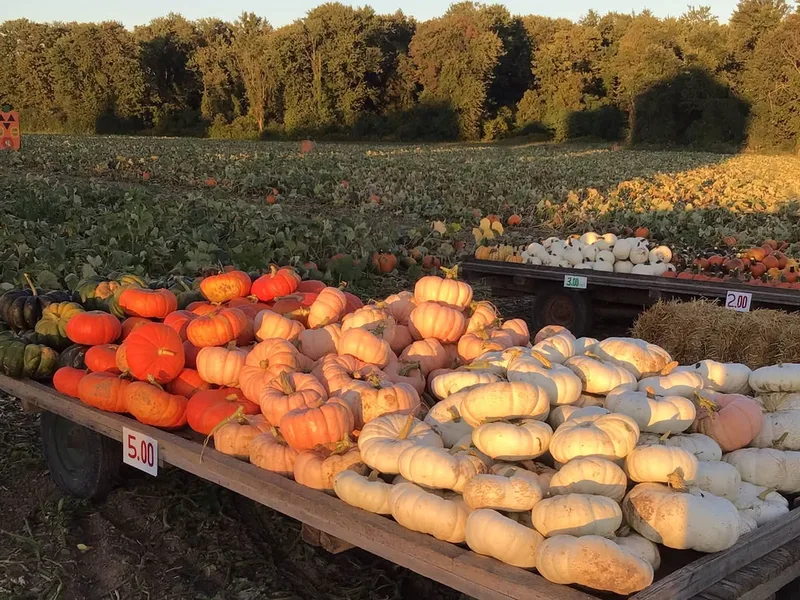Lilyea Farms photo