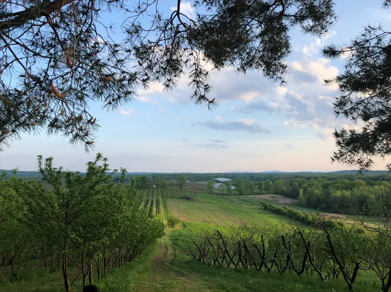 Mead Orchards