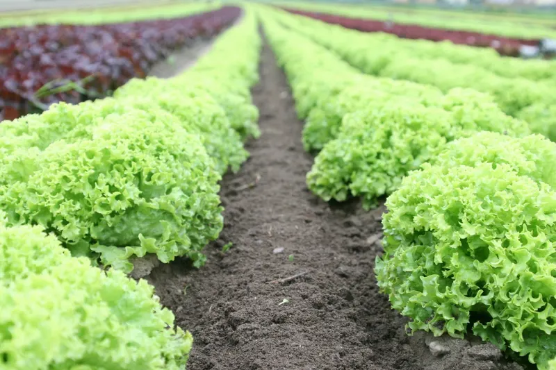 Organics Today Farms