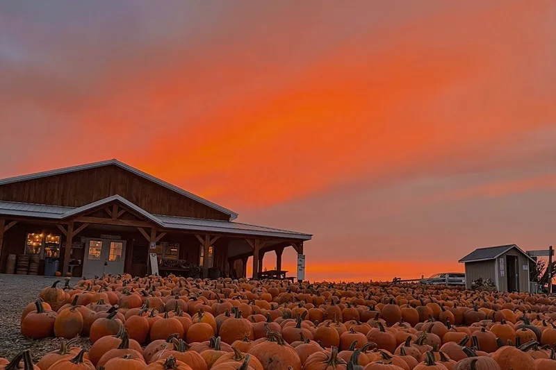 Tim's Pumpkin Patch photo