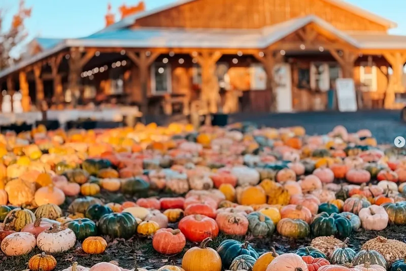 Tim's Pumpkin Patch photo