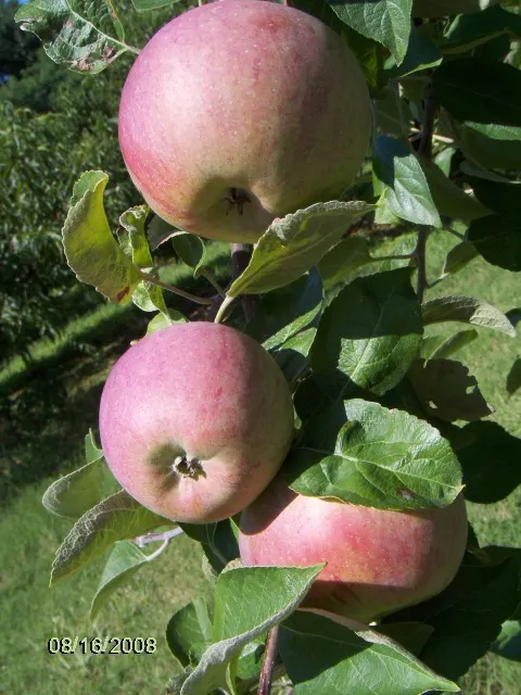 Wickham's Fruit Farm