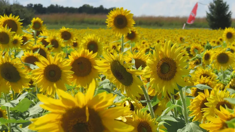 CherryHawk Farm