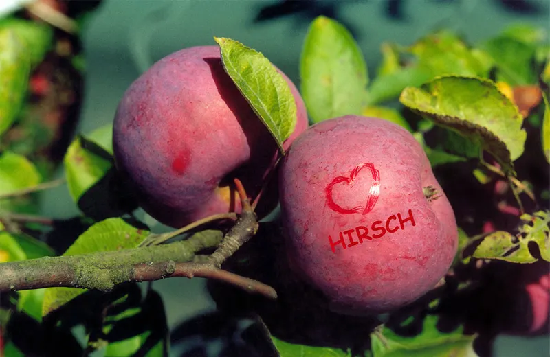 Hirsch Fruit Farm photo