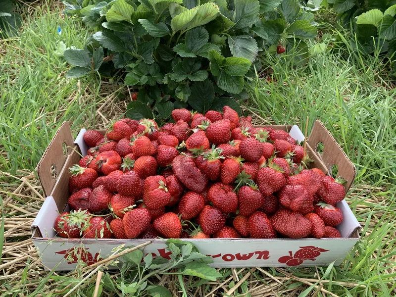 Johnston Fruit Farms photo