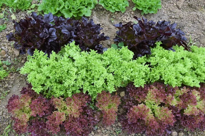 Way Farms