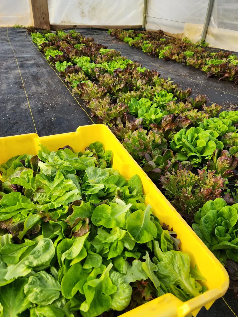 Way Farms photo