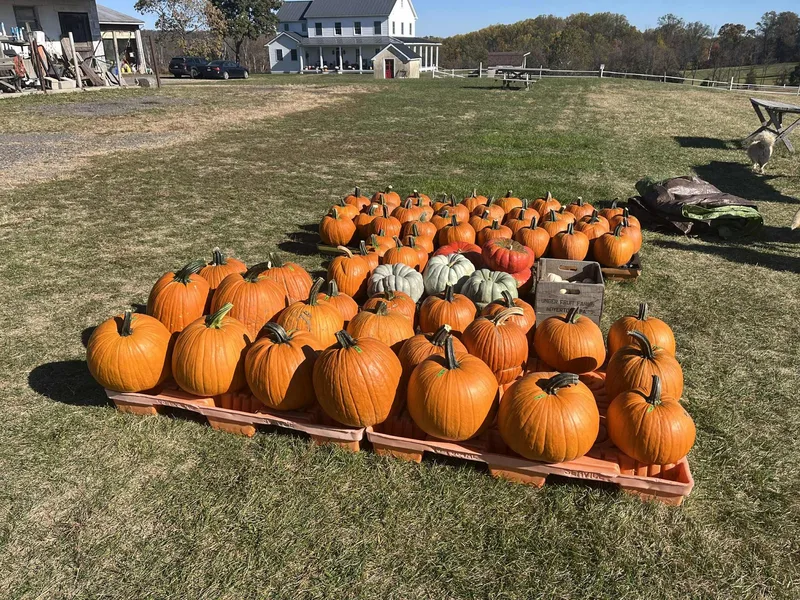 Abby's Pumpkins photo