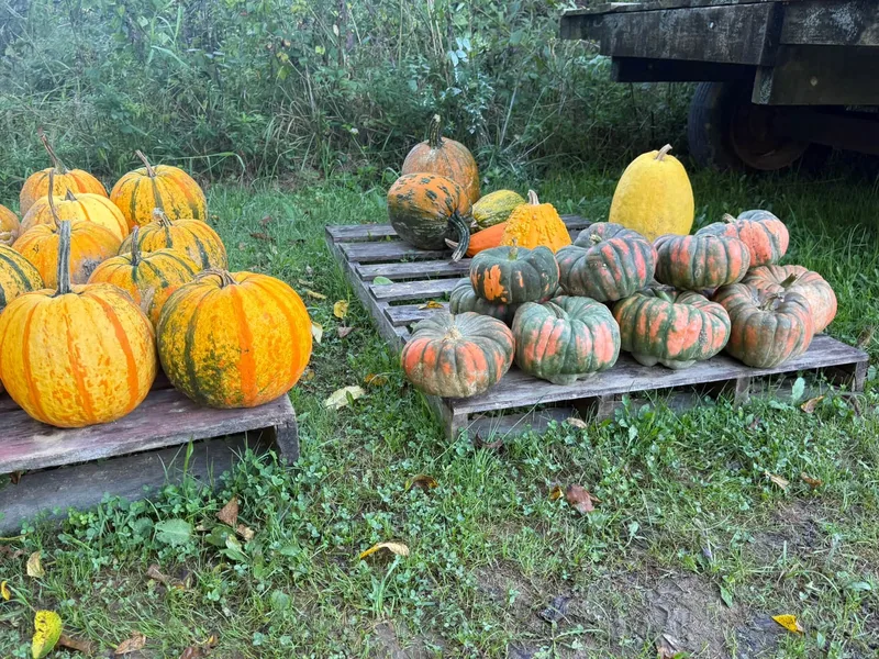 Frye Pumpkin Farm photo
