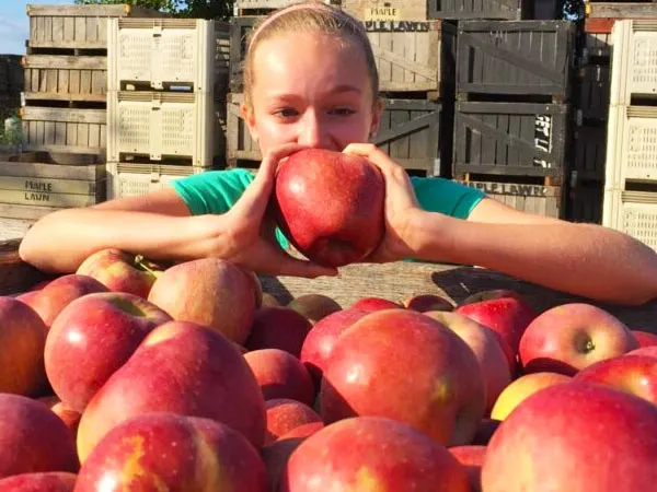 Maple Lawn Farms