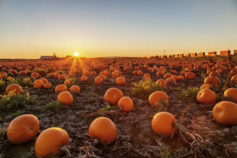 Patchwork Pumpkin Farm