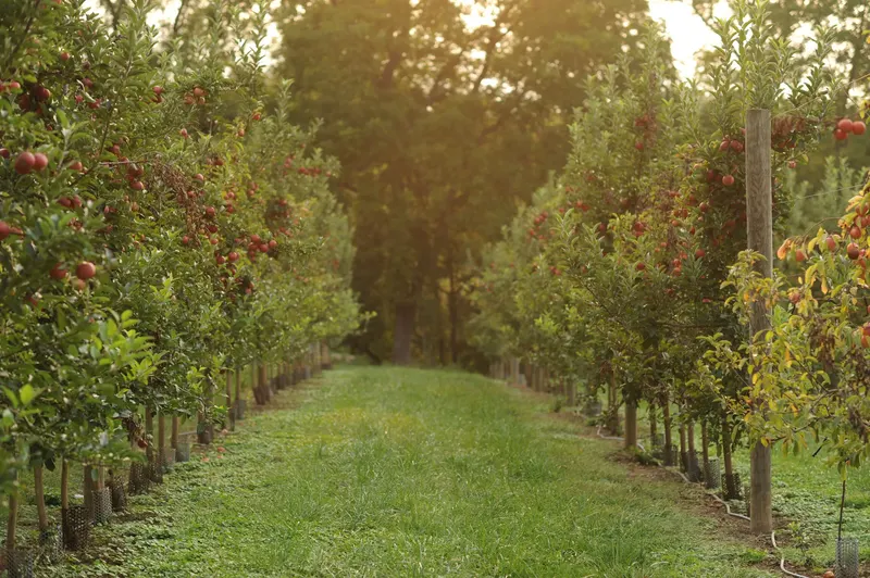 Scholl Orchards photo