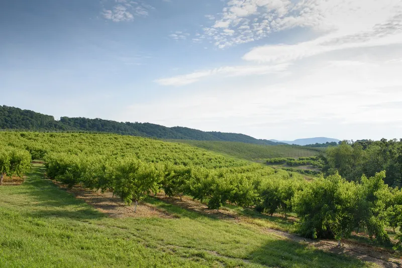 Scholl Orchards photo