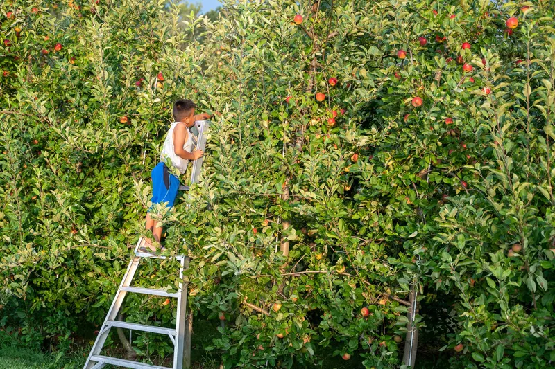 Solebury Orchards
