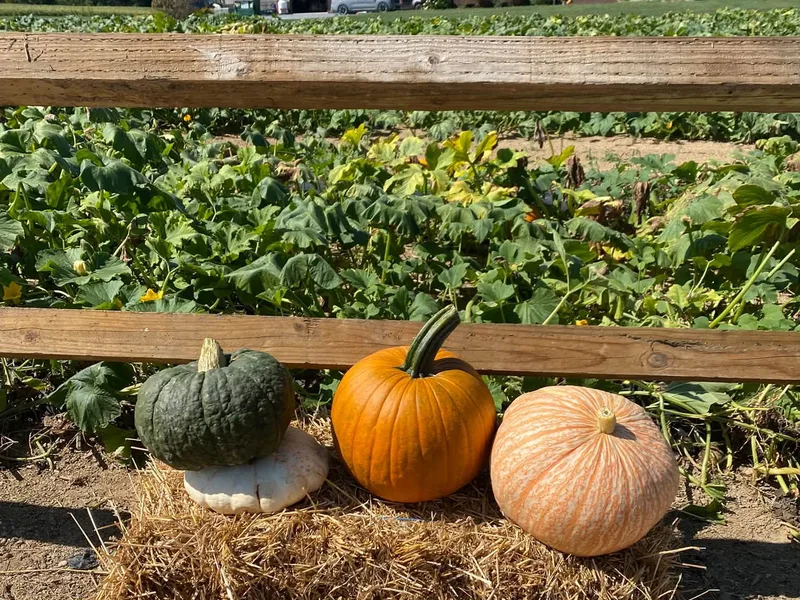 Warehime's Pumpkin Patch photo